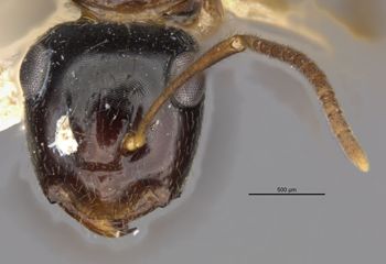Media type: image;   Entomology 22949 Aspect: head frontal view